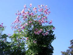 2005/11